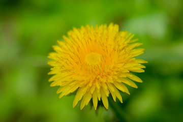 Dandelion yellow flower