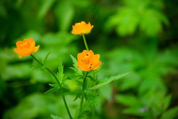 Obraz premium Orange flowers buttercups