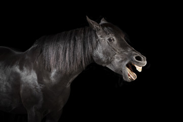 Fototapeta na wymiar black horse yawns