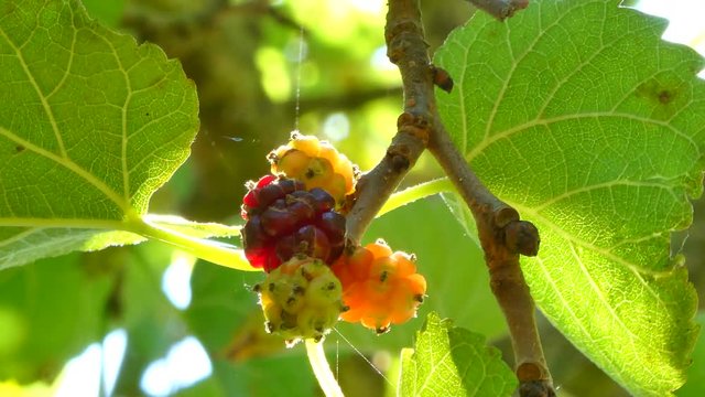 multicolored mulberries on the tree