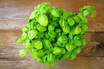 Fresh green basil plant for healthy cooking, herbs and spices.