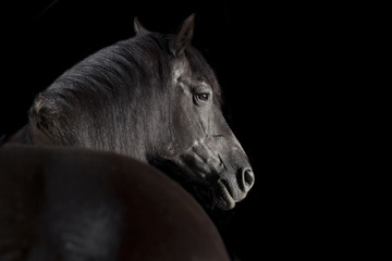 black horse head studio - 210055611