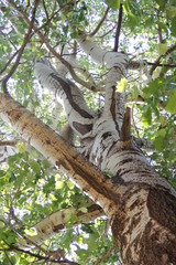 Treetops in a beech forest with a dead tree. treetops