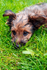 little dog puppy lies on a green lawn on a summer day with sad eyes