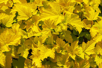Yellow beautiful leaves on a flower bed.