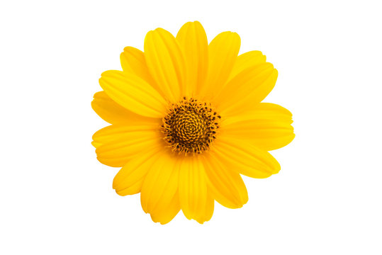 Heliopsis Isolated