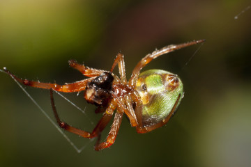 Animal macro of spider eat Eat the victim insect.