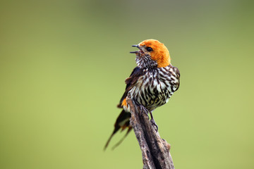 The lesser striped swallow (Cecropis abyssinica) sitting on the branch. Swallow with green background. A singing swallow on a branch.African swallov on the branch with green background.