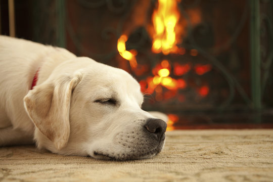 Puppy sleeping by the fireplace