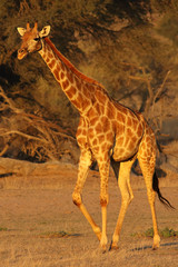 The south african girrafe (Giraffa camelopardalis giraffa) is walking in the middle of dried river in the desert in sunset with red evening light