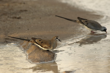 The pair of Namaqua doves (Oena capensis) is drinking from the puddle and sitting on the sandy shore