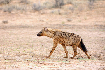 Obraz na płótnie Canvas The spotted hyena (Crocuta crocuta) also known as the laighing hyena in tne desert.