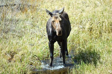 Moose on the stream