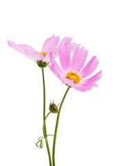 kosmeya flowers isolated