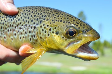 Brown Trout Face