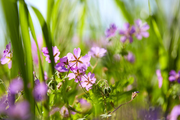 summer meadow with flowers