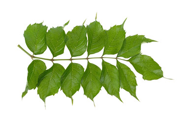 branch with green leaves on a white background