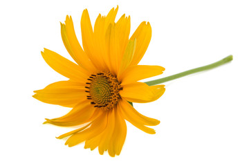 flower of yellow color on a white background
