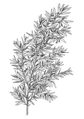 Bamboo branch, leaf illustration, drawing, engraving, ink, line art, vector