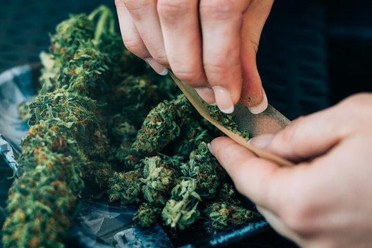 Woman preparing marijuana joint