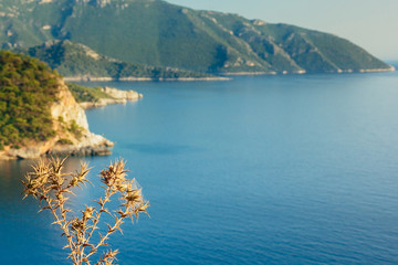 Fototapeta premium Thorn dry flowers with blue sea in the background. Beautiful beach view of Kabak Valley near Fethiye, Turkey. View from a hill on the Lycian Way. Turquoise colored water of Aegean sea
