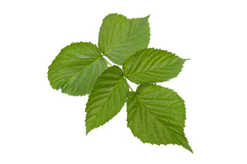 Naklejka na ściany i meble a branch of raspberry with green leaves on a white background