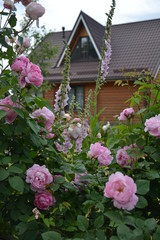Fototapeta na wymiar Mary Rose bush in front of wooden house