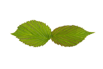 Naklejka na ściany i meble two green raspberry leaf on white background