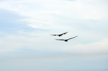 Two black birds flying with sunset background