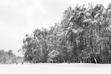 view of snow-covered grove in urban park in winter