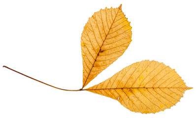twig with two yellow leaves of horse chestnut tree