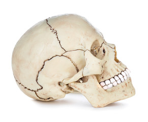 Human skull isolated on white background with clipping path.