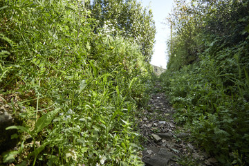 Fototapeta premium summer meadow with flowers