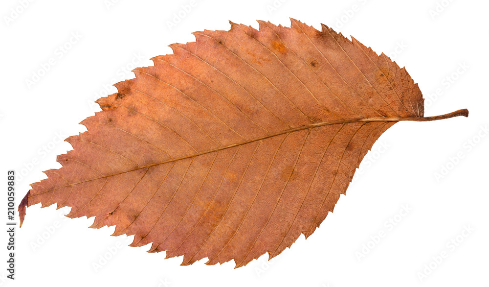 Canvas Prints back side of rotten dried red leaf of elm tree
