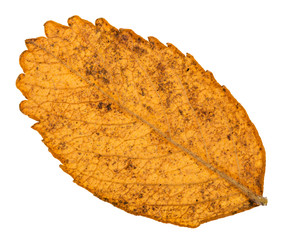 back side of autumn yellow leaf of dog rose plant