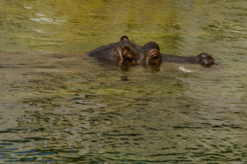 Large Hippopotamus (Hippopotamus Amphibius) bathing in water. Outdoor in summer.