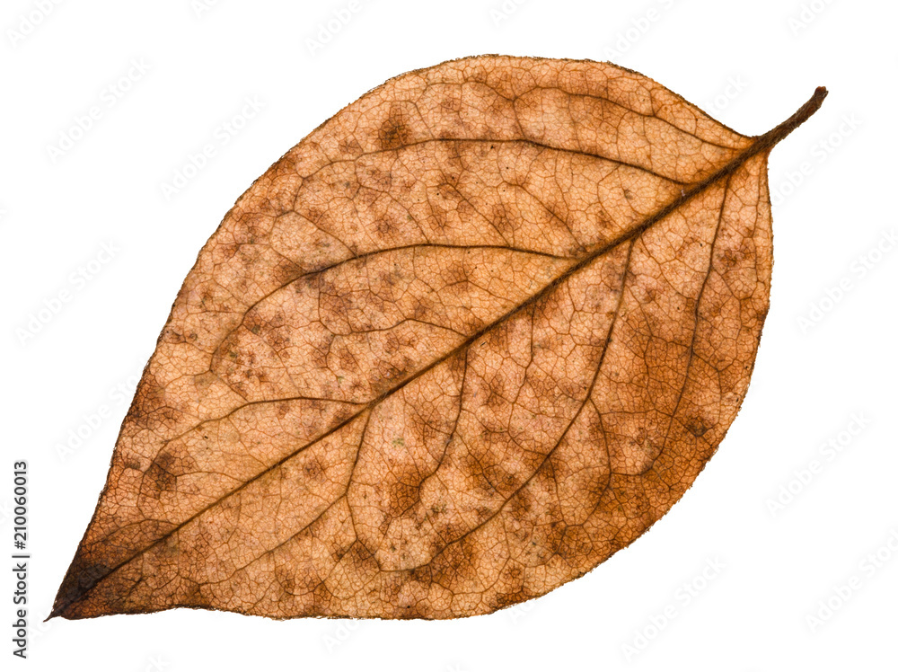Canvas Prints back side of autumn decayed leaf of poplar tree