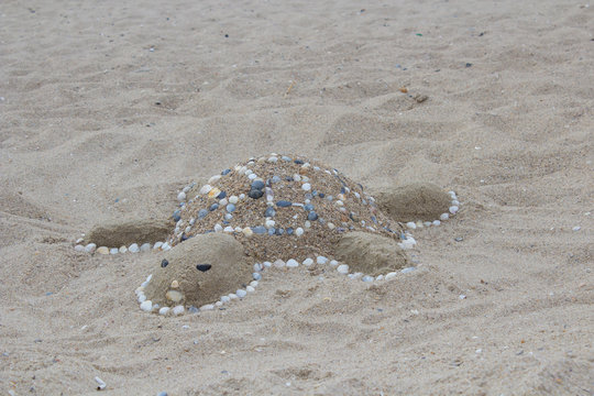 turtle sandy on the beach
