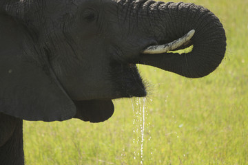 Elephant Drinking