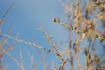 Tree branches against bright blue sky