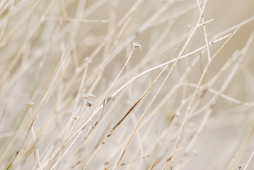 Dried desert plant soft background
