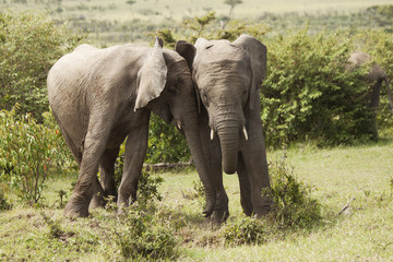 Elephant Cuddles