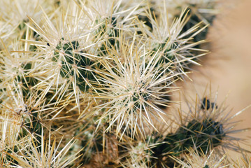Cactus with thorns close up