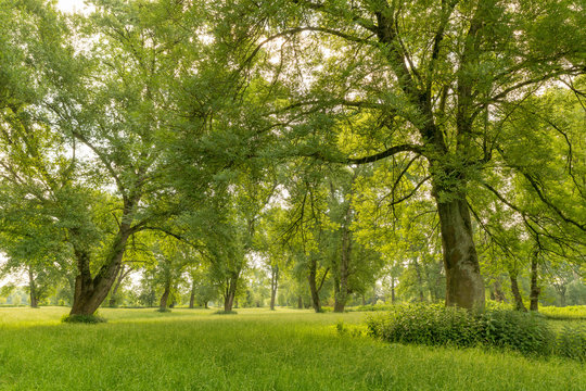 In den magischen Siegauen bei Bonn