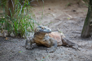 Komodo Dragon The biggest lizart in the world staying on the ground and looking on camera