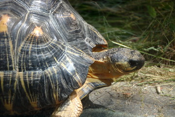 Overland turtle on a lawn