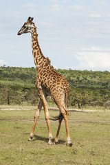 Adult Giraffe with Landscape