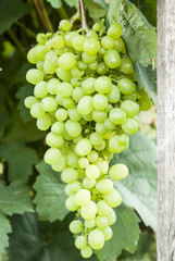 Vine and bunch of white grapes in garden