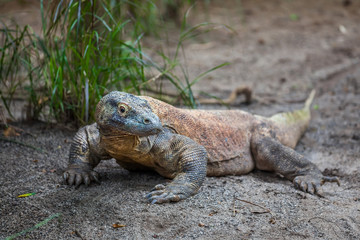 Komodo Dragon The biggest lizart in the world staying on the ground and looking on camera