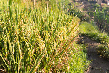Ripe rice close-up in sunny weather on rice paddy in Indonesia